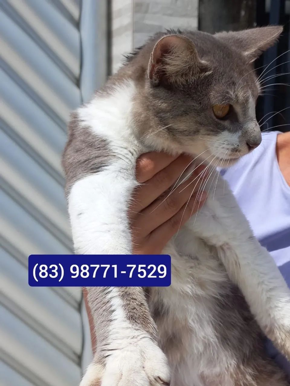 Gato macho para adoção  - Foto 4