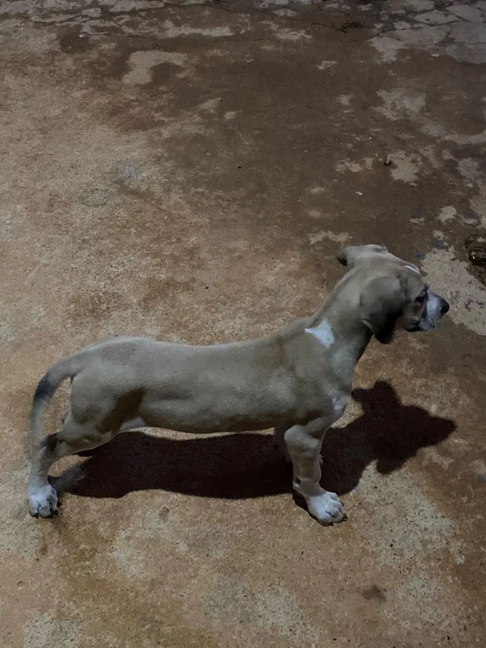 FILA BRASILEIRO 