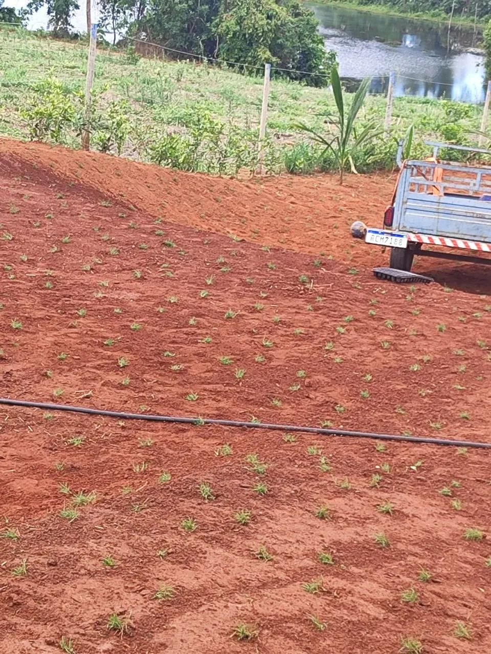 $7 .Plantamos Gramas batatas bermuda  - Foto 2