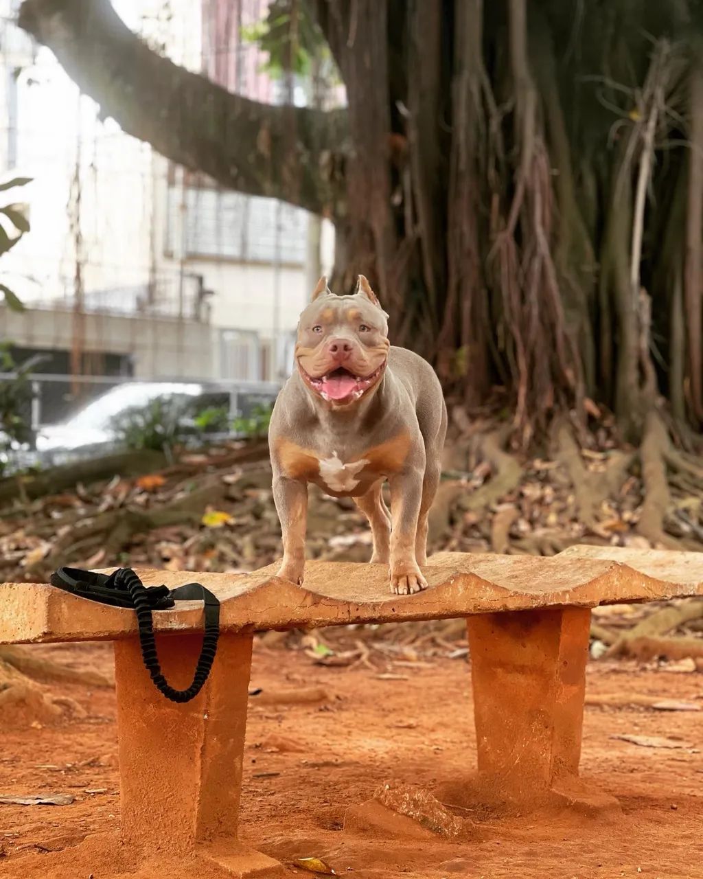 American Bully  - Foto 3