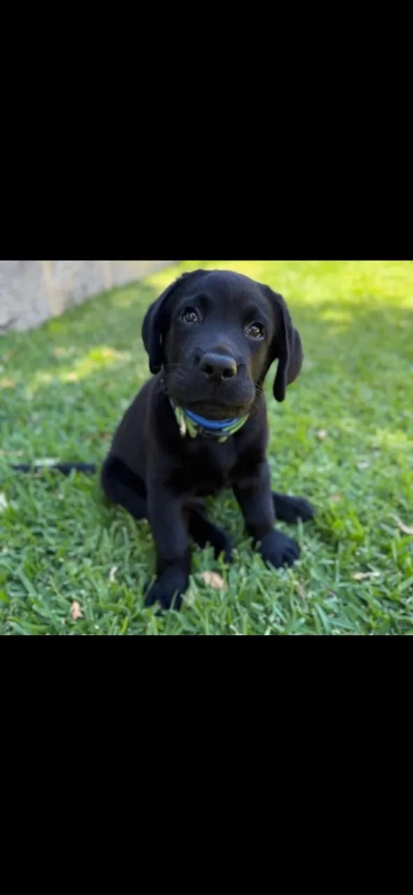 Labrador de linhagem perfeita.
