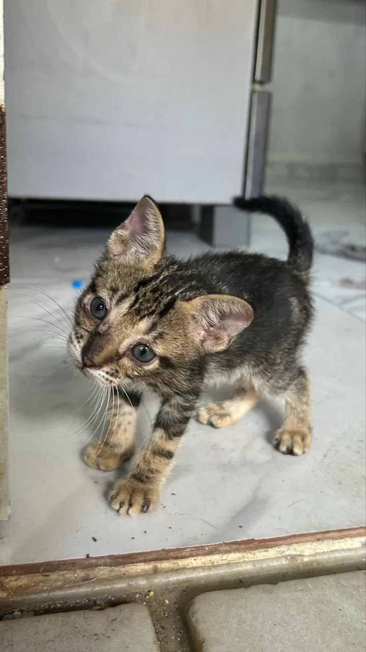 Doação de gato  - Foto 2