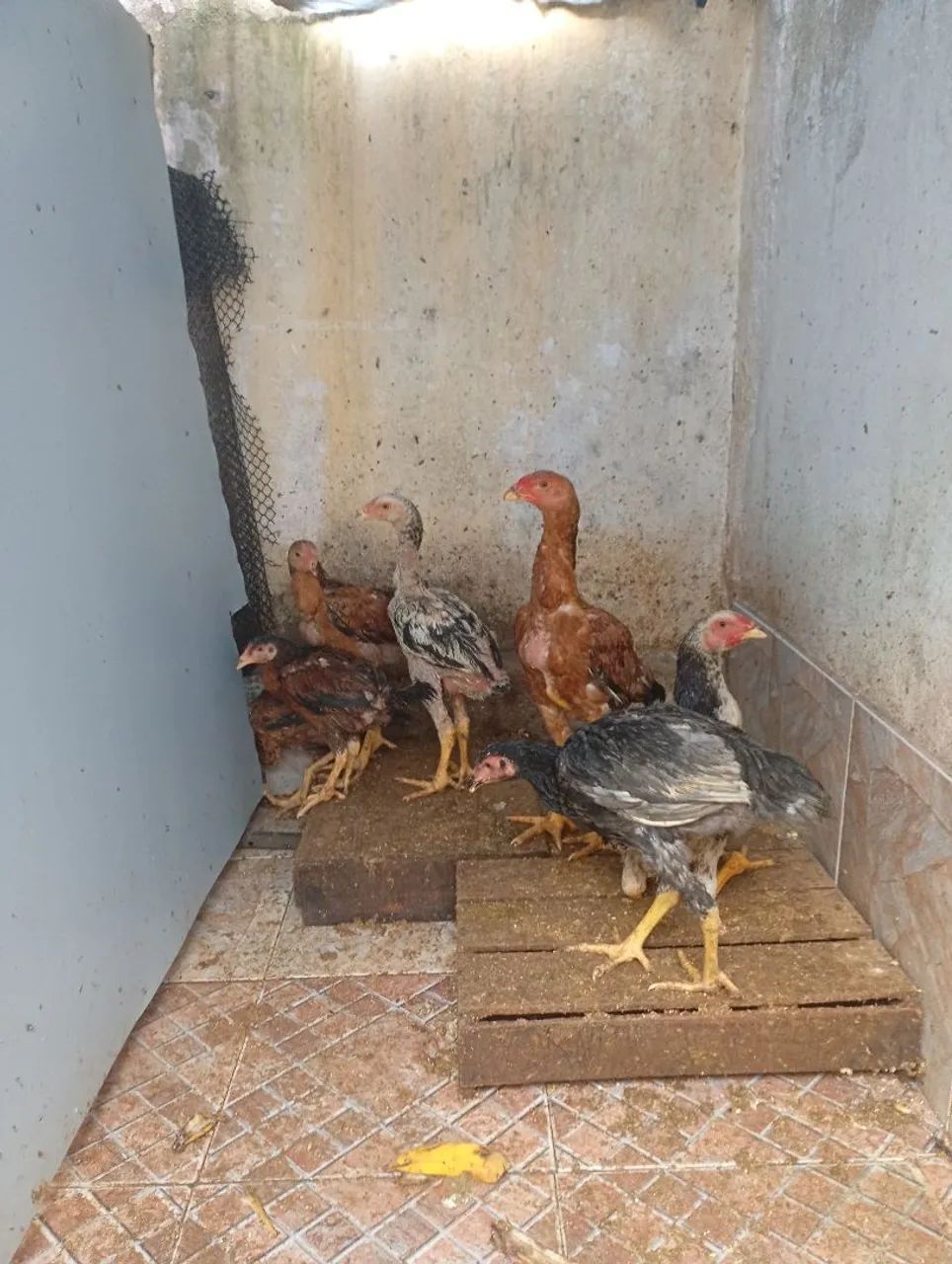 Frangos Índio Gigante  - Foto 3