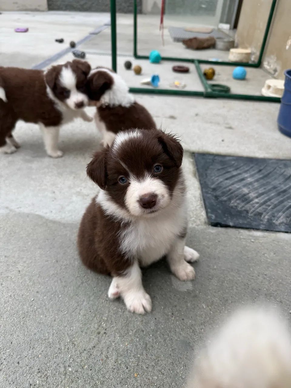 Filhotes de border collie com pedigree  - Foto 4