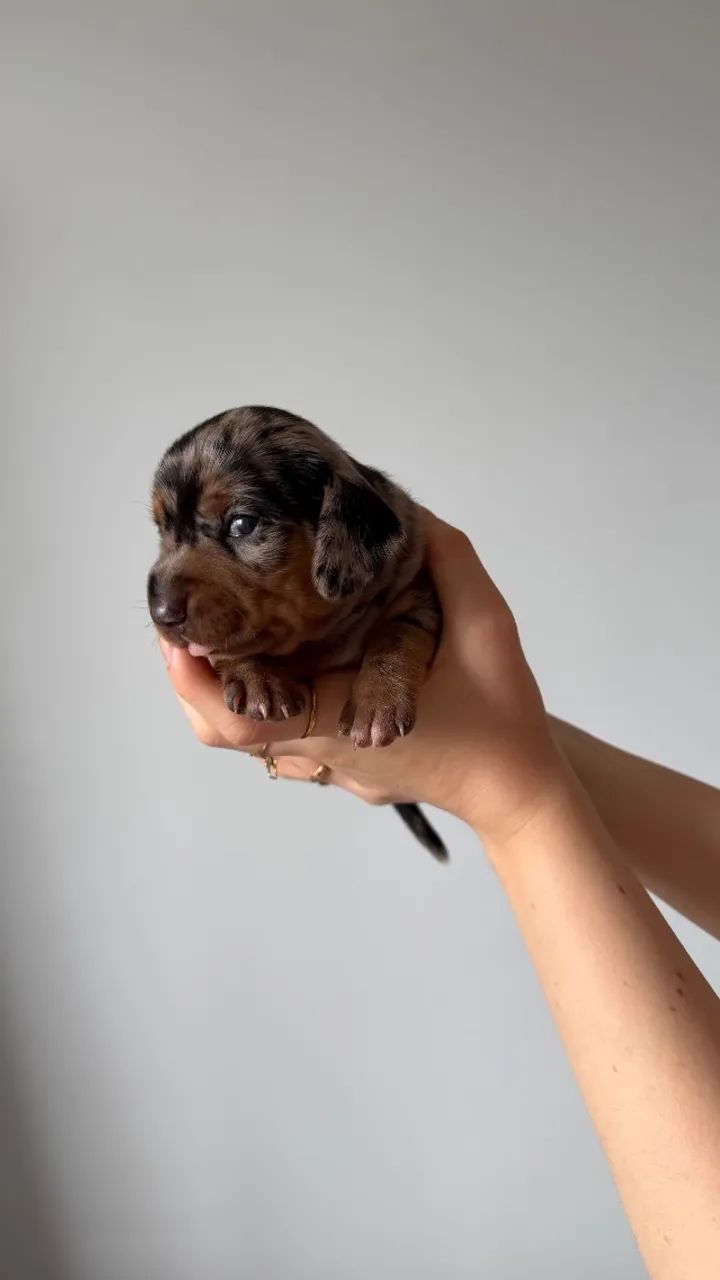 Dachshund Arlequim - Foto 5