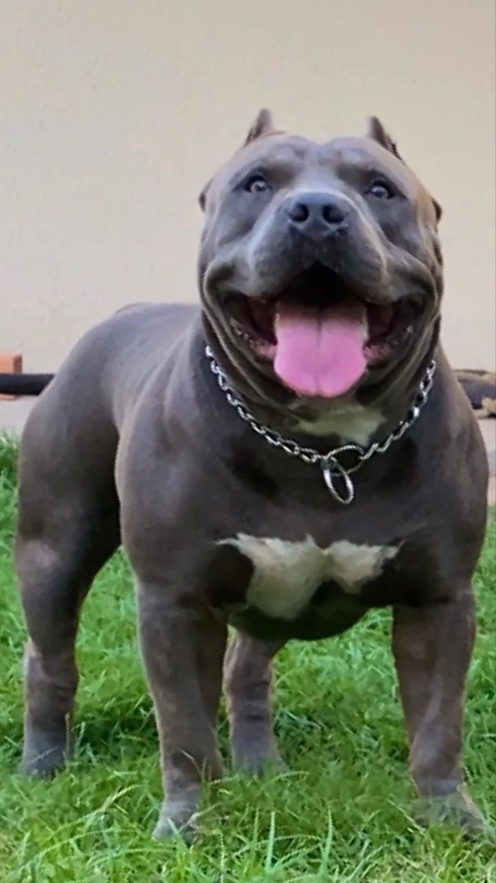 Filhotes de Pitmonster - Foto 2