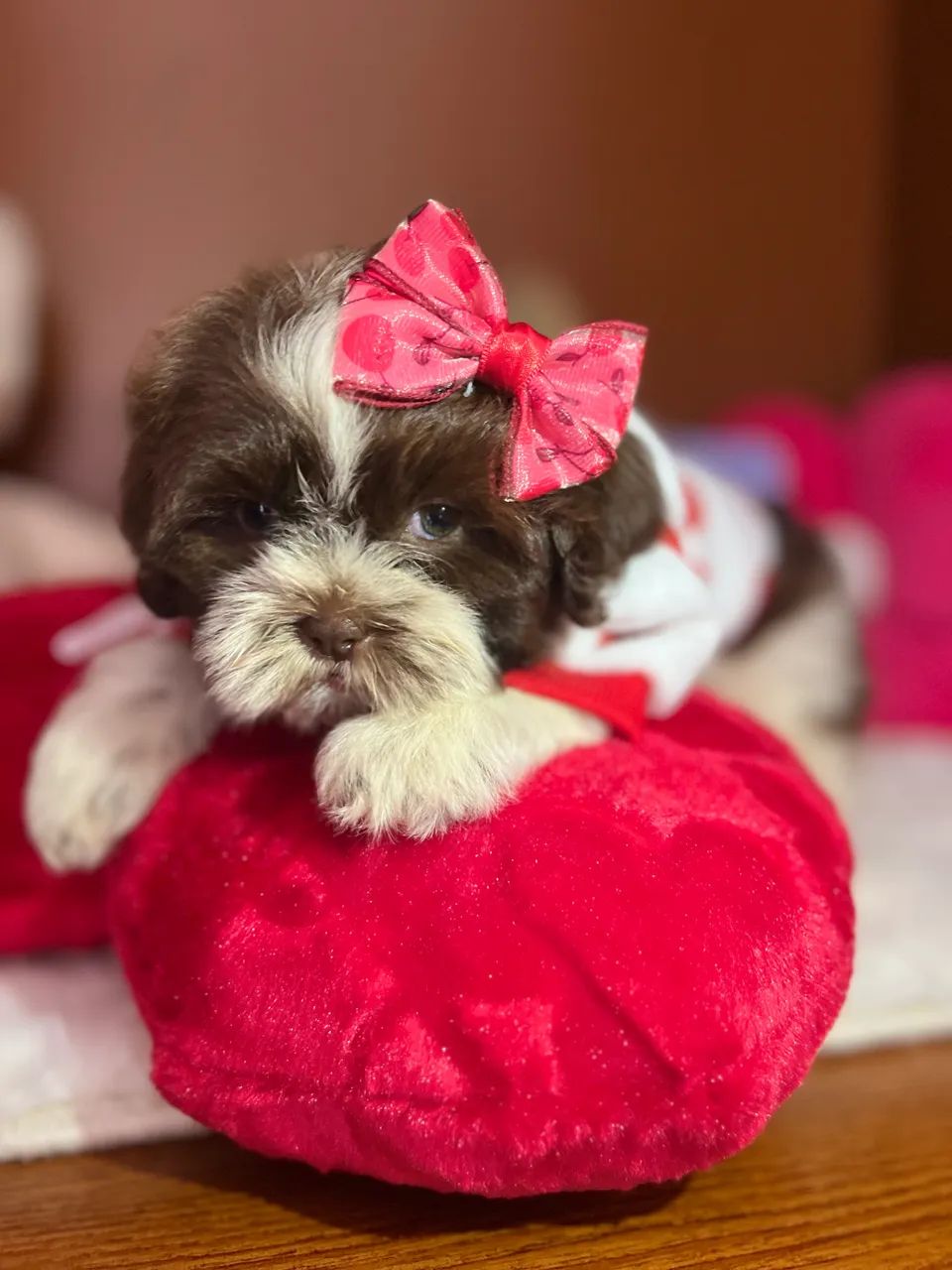 Filhotes shihtzu  - Foto 2