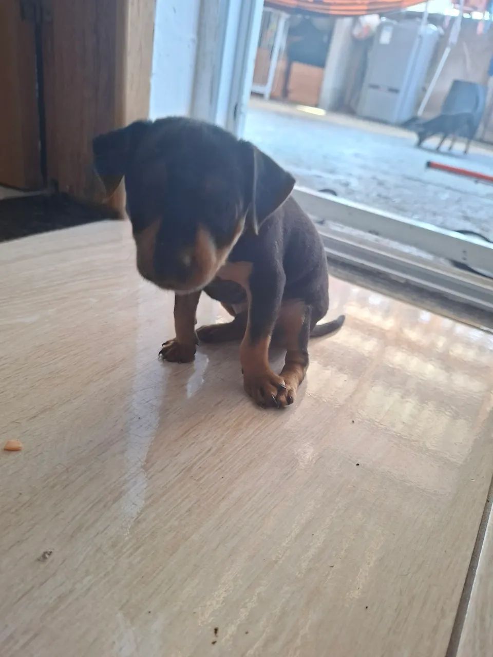 Filhotes de Pinscher  - Foto 2