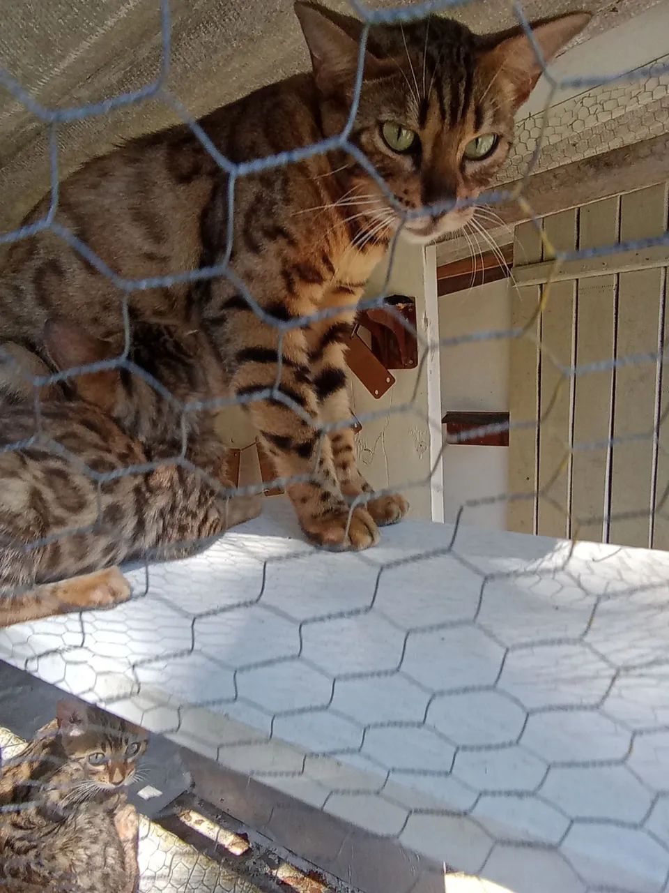 Filhotes Gato Bengal Lindas Rosetas Pedigree linhagem Européia   - Foto 6