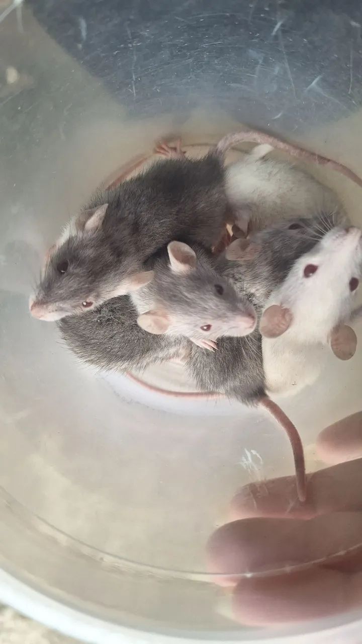 Rato twister - Foto 4