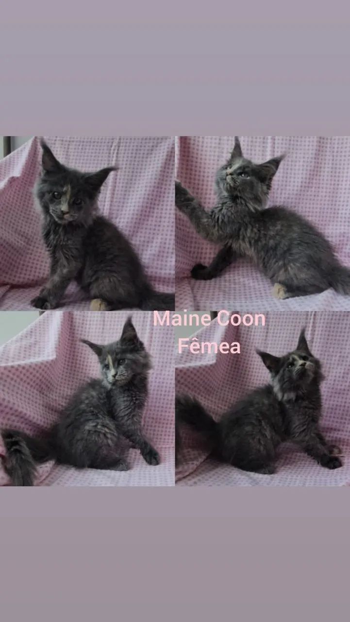 Maine Coon Filhotes - Gatil BSB Cat  - Foto 3
