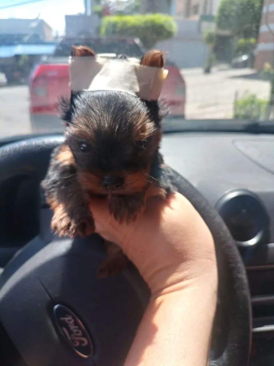 Yorkshire Miniatura 