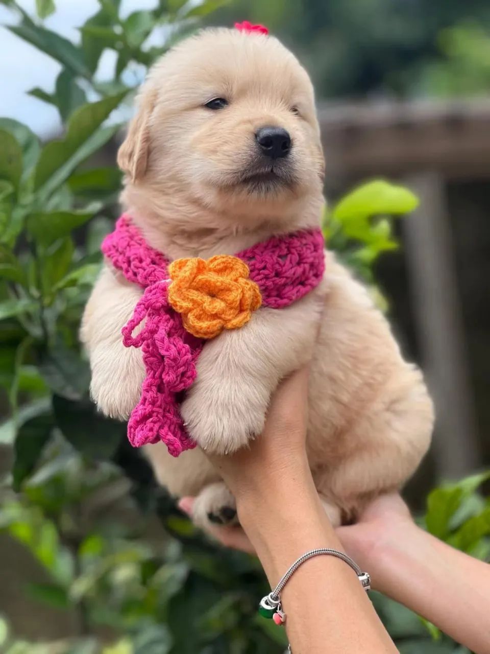 Golden retriever  - Foto 3