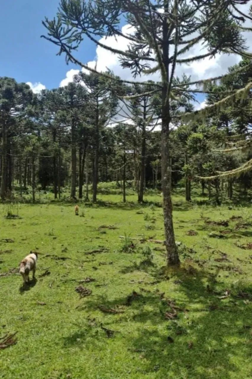 Chácara de 2 hectares em Painel/ SC - Foto 5
