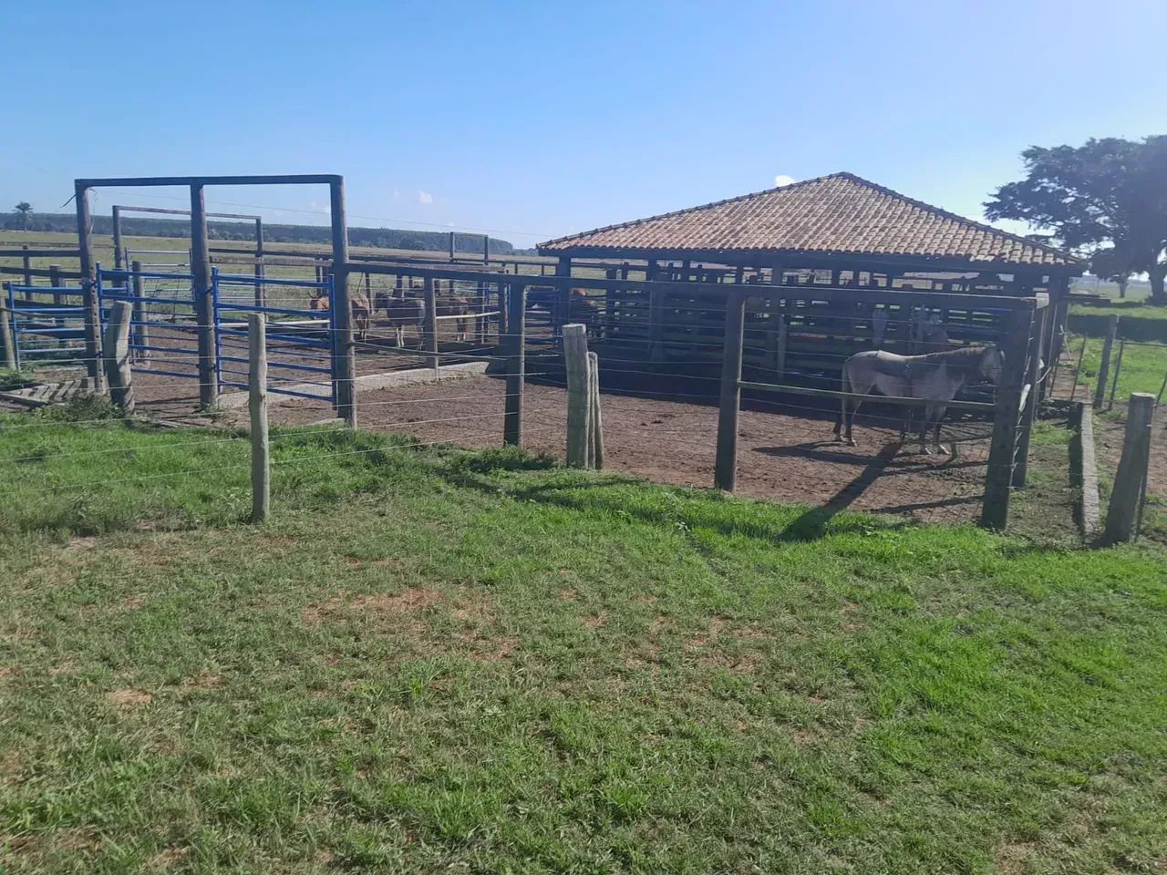fazenda de Oportunidade