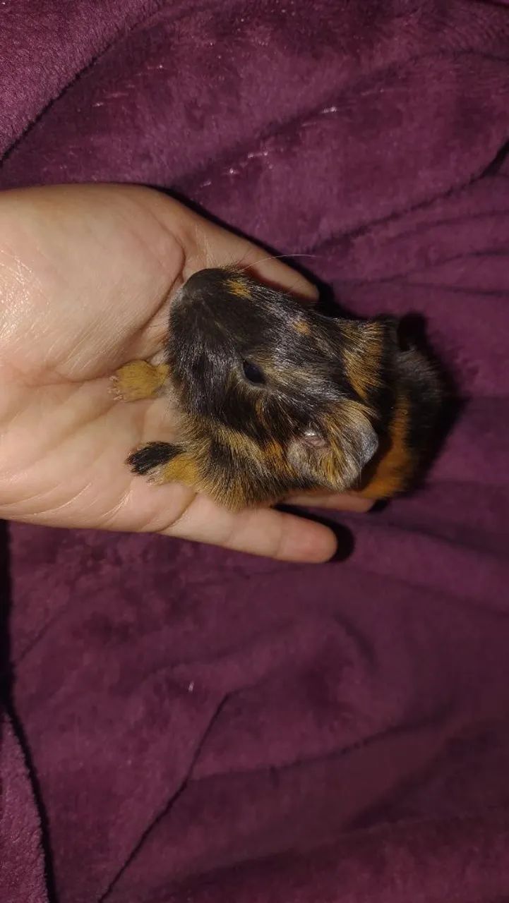 Porquinho da índia filhote  - Foto 2