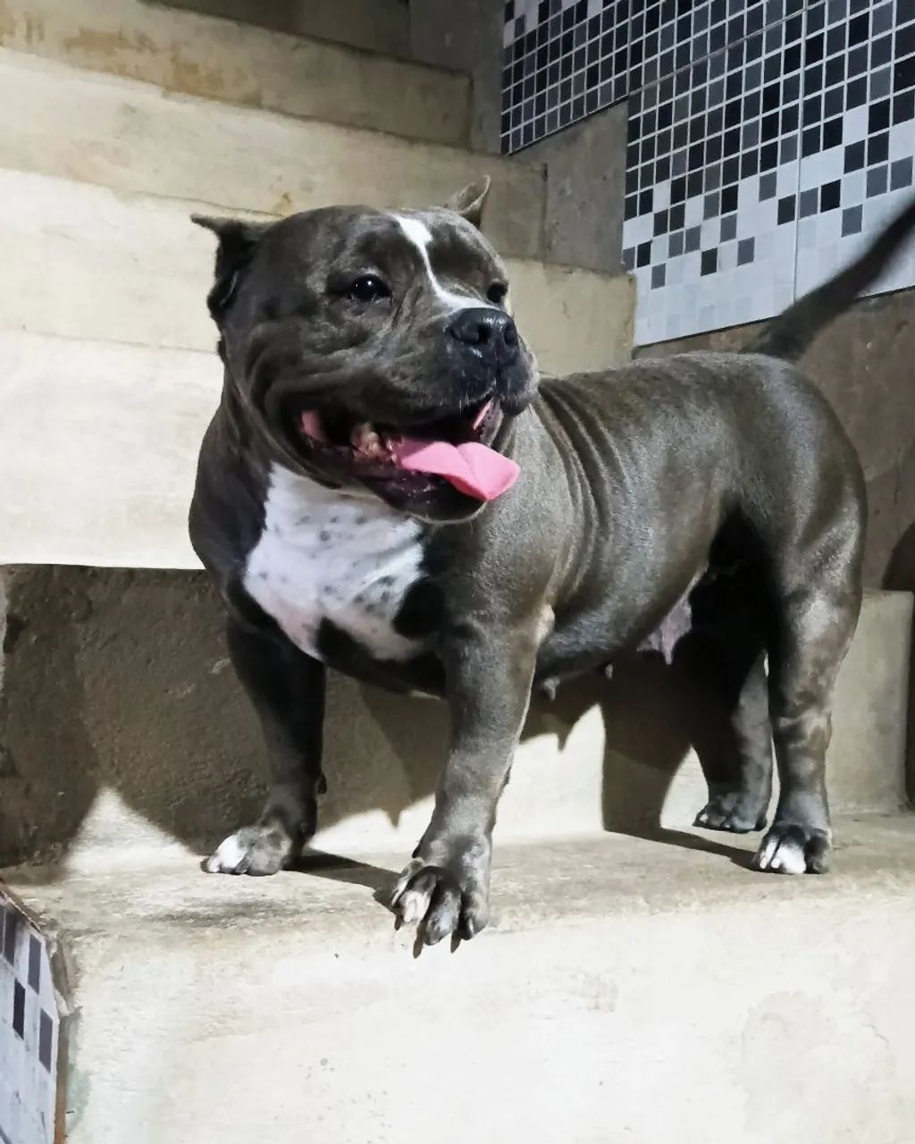American Bully FÊMEA POCKET  - Foto 2