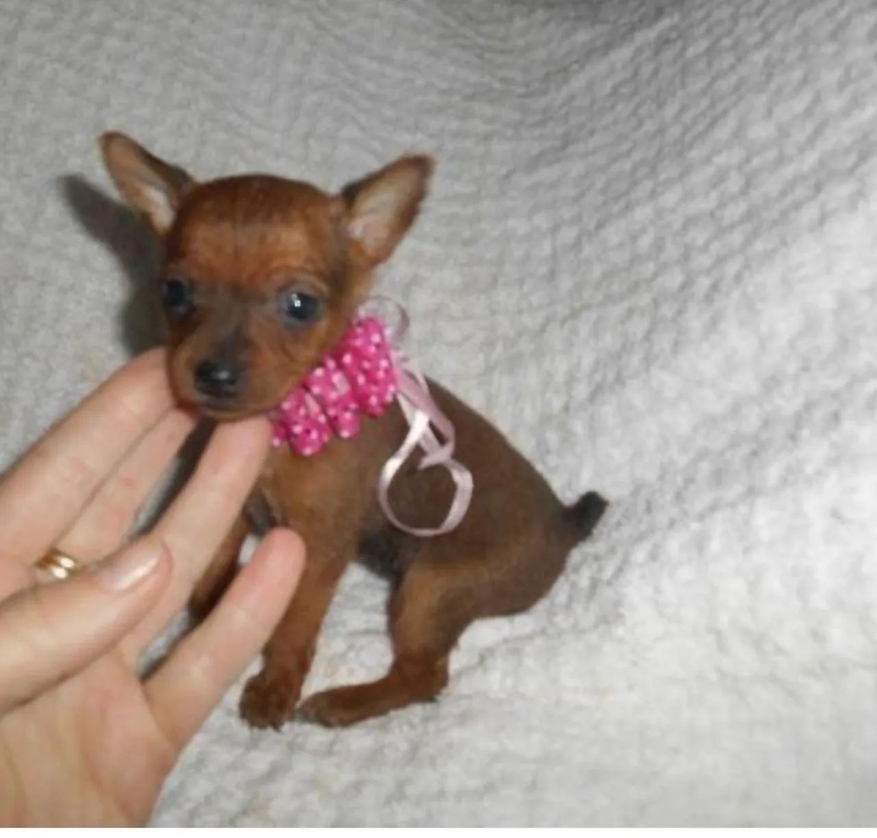 Femea de pinscher 00
