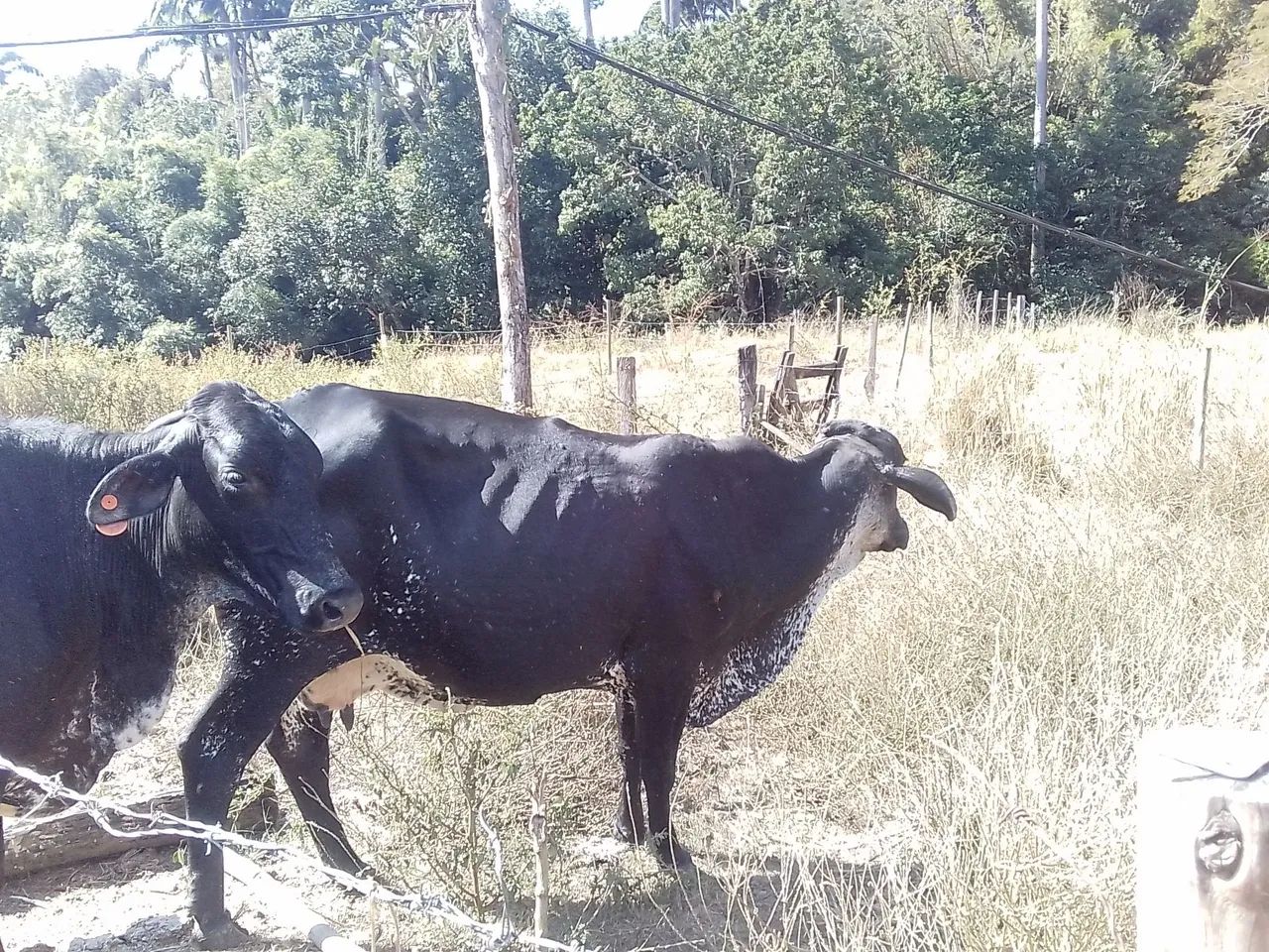 Vacas de leite  - Foto 3