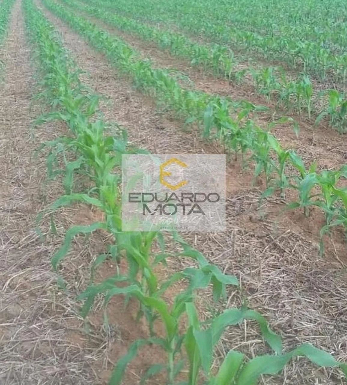 Fazenda em Centro - Vila Rica - Foto 5