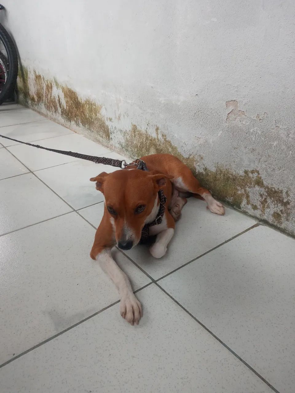 doaçao