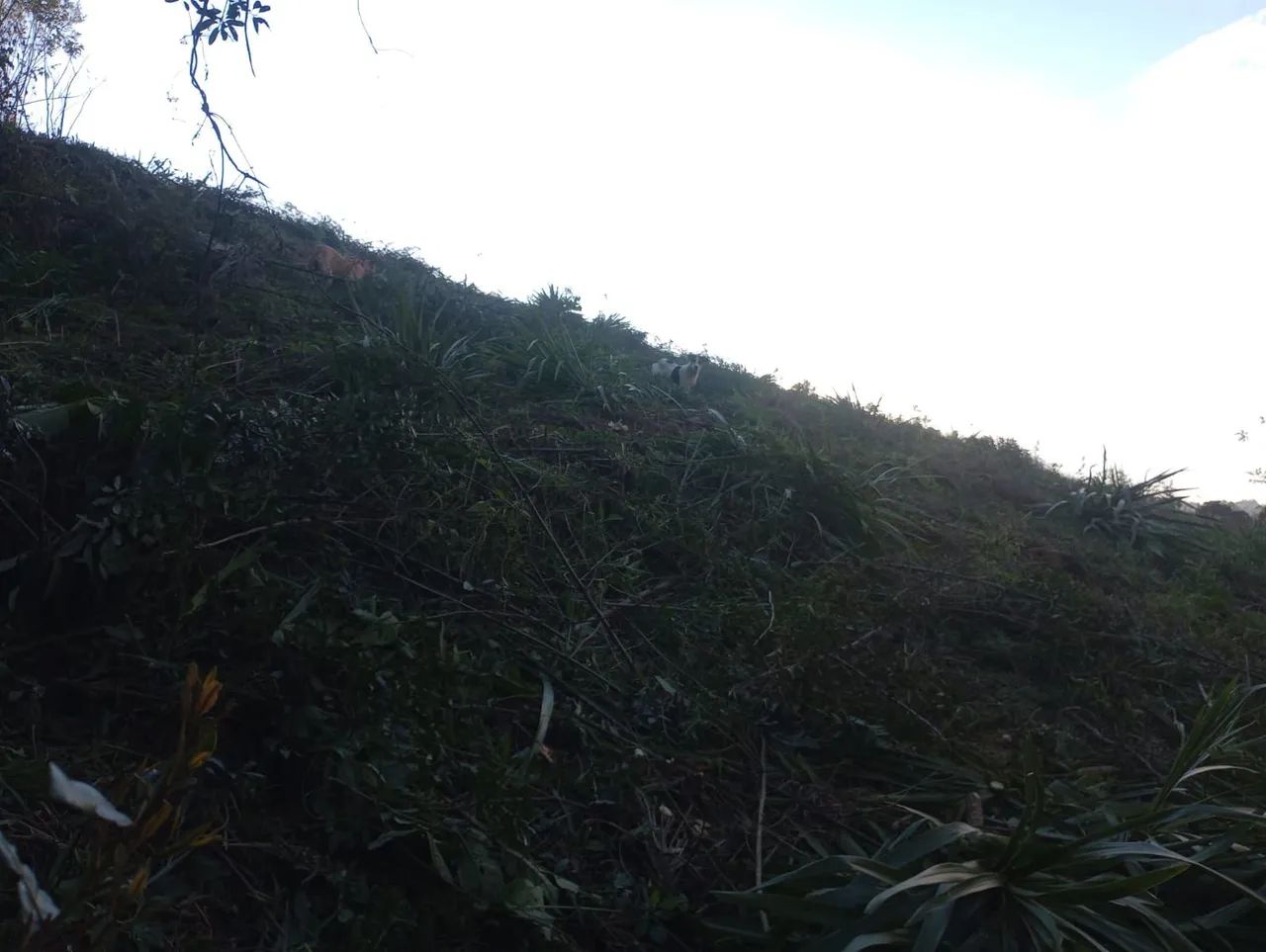 Terreno de prancha  - Foto 5