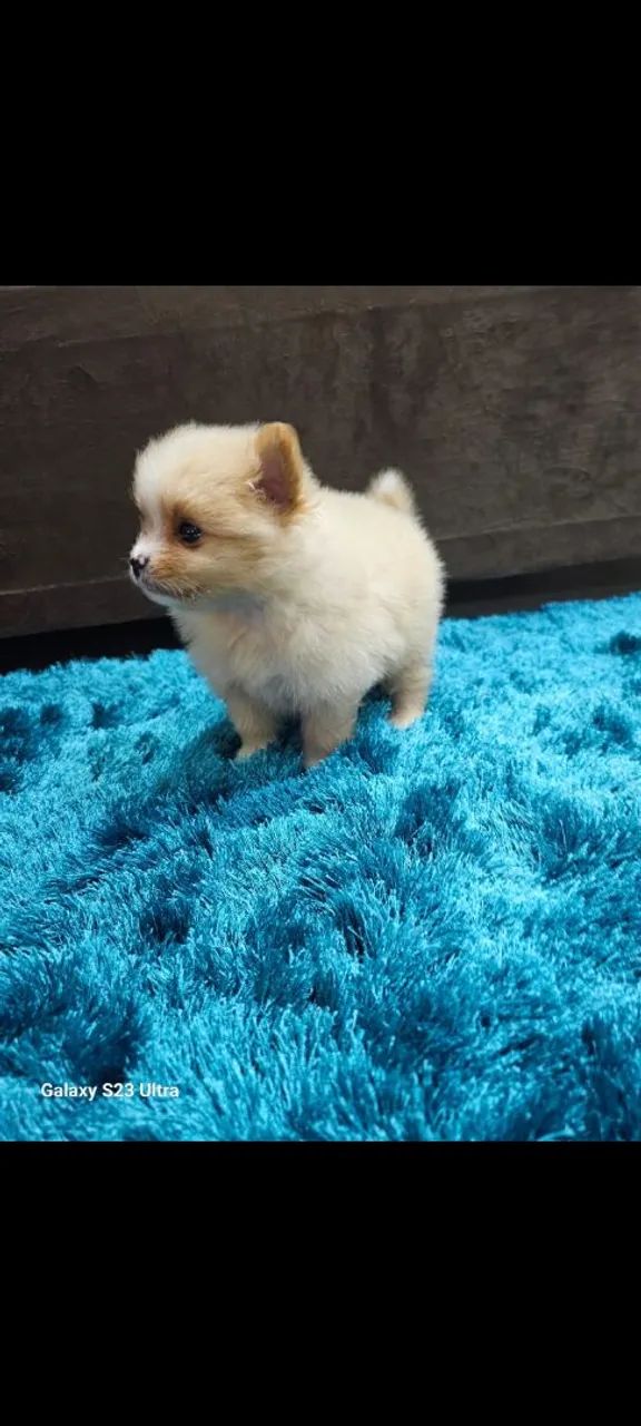 Spitz macho 