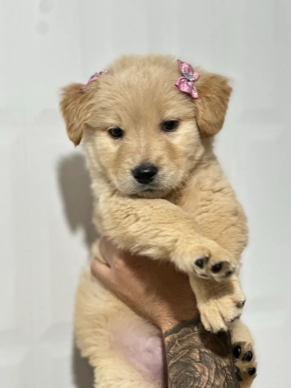 Fêmea Golden Retriever - Foto 4