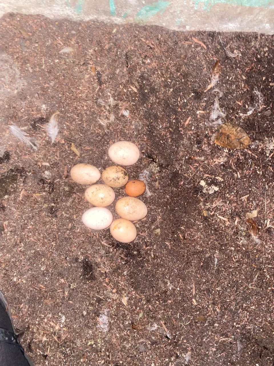 Ovos galados galinha caipira 