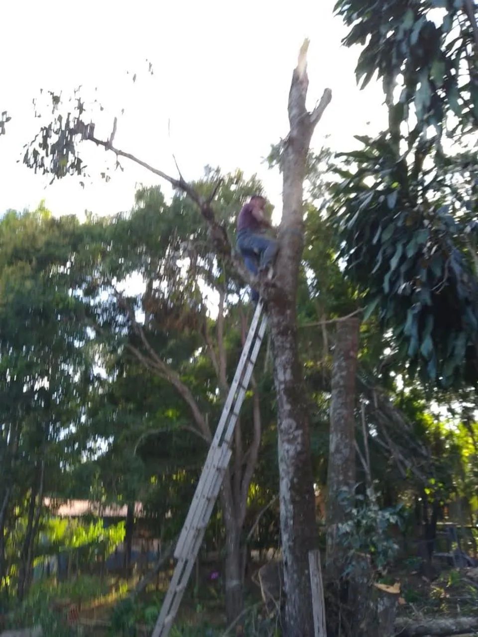 CORTE E PODA DE ÁRVORES ORÇAMENTOS PELO ZAP *  - Foto 3
