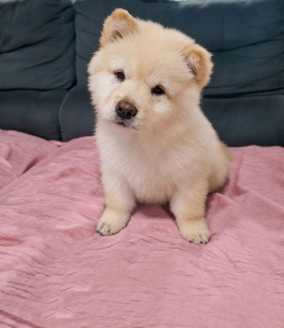 Chow Chow