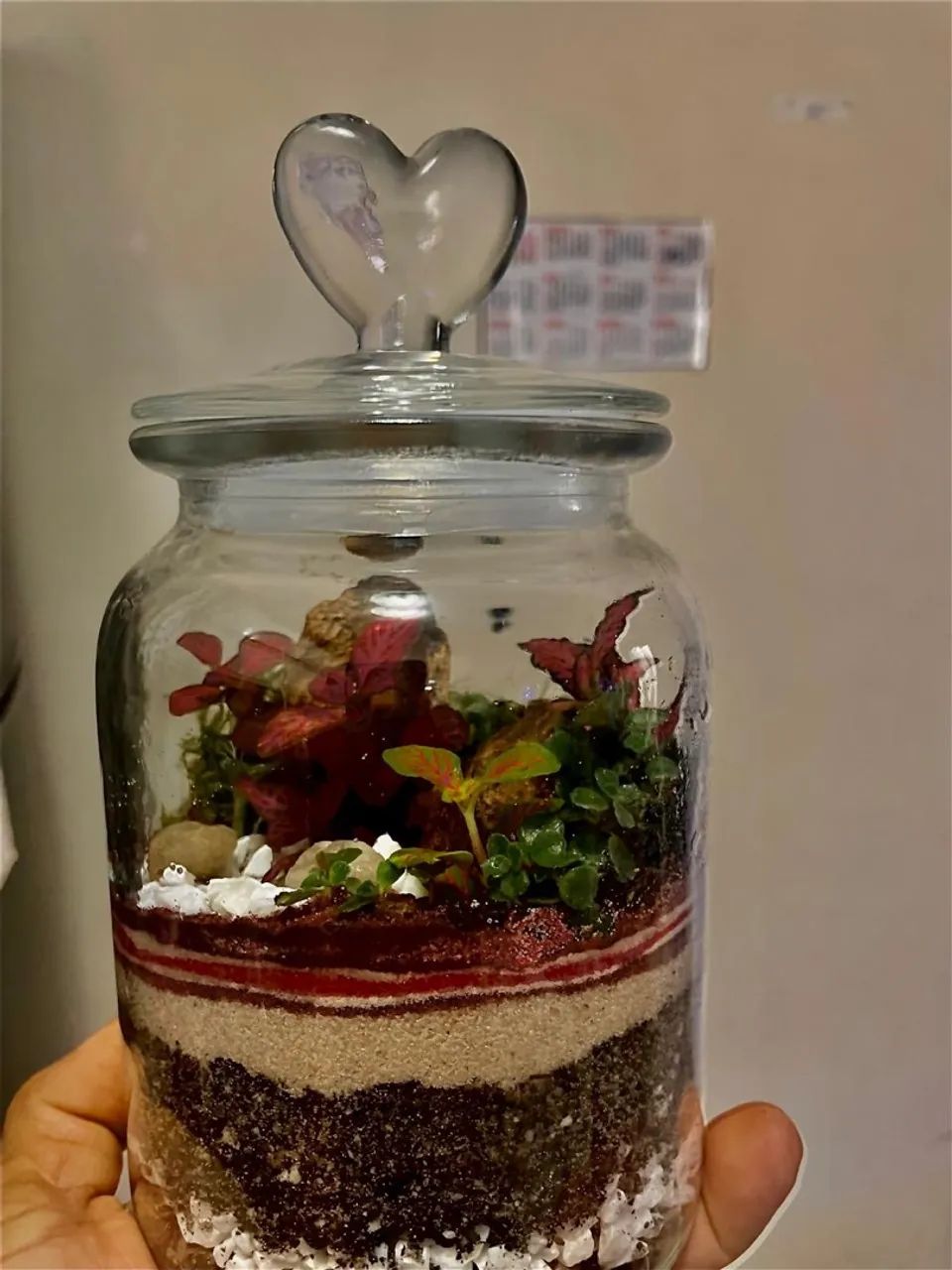 Terrário  - Foto 3
