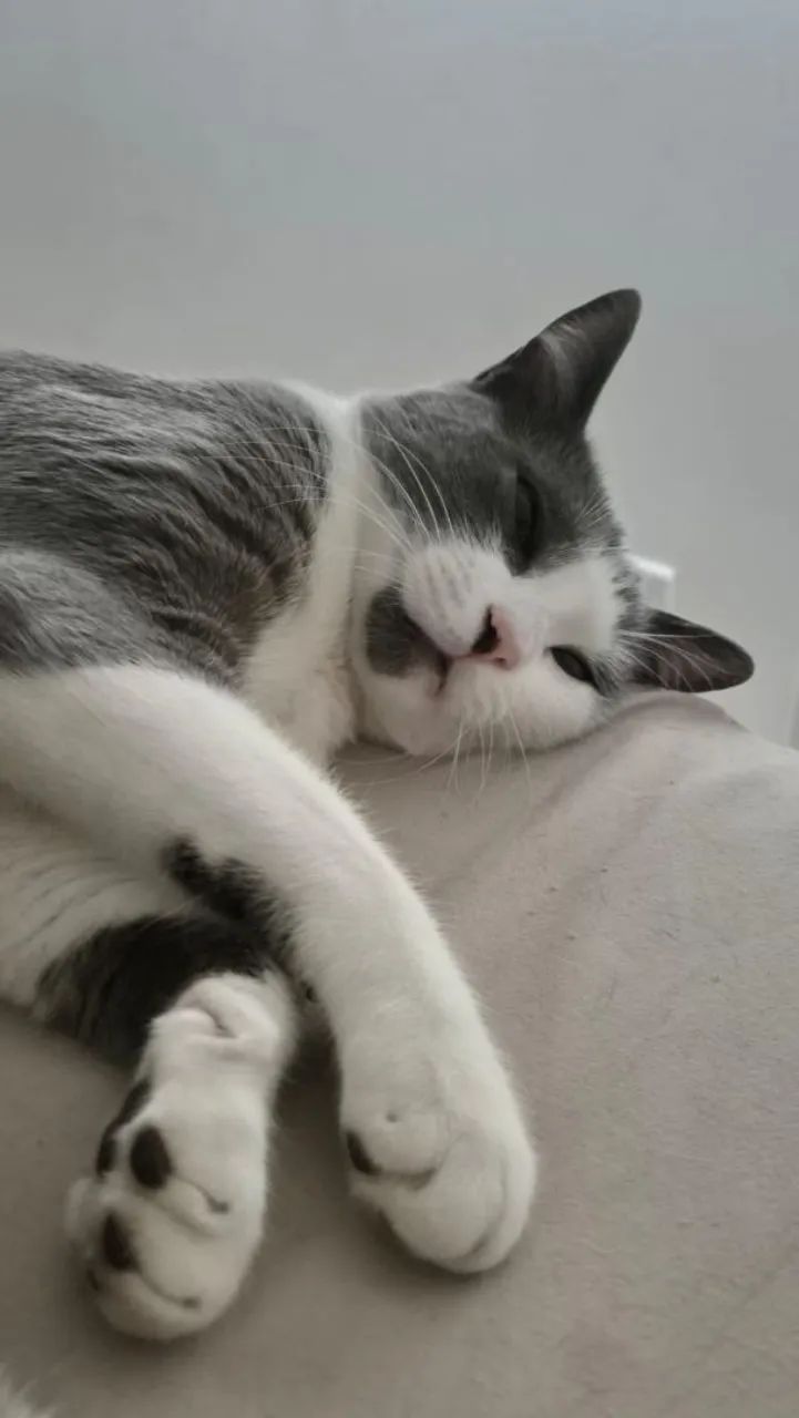 Gato perdido - Foto 2
