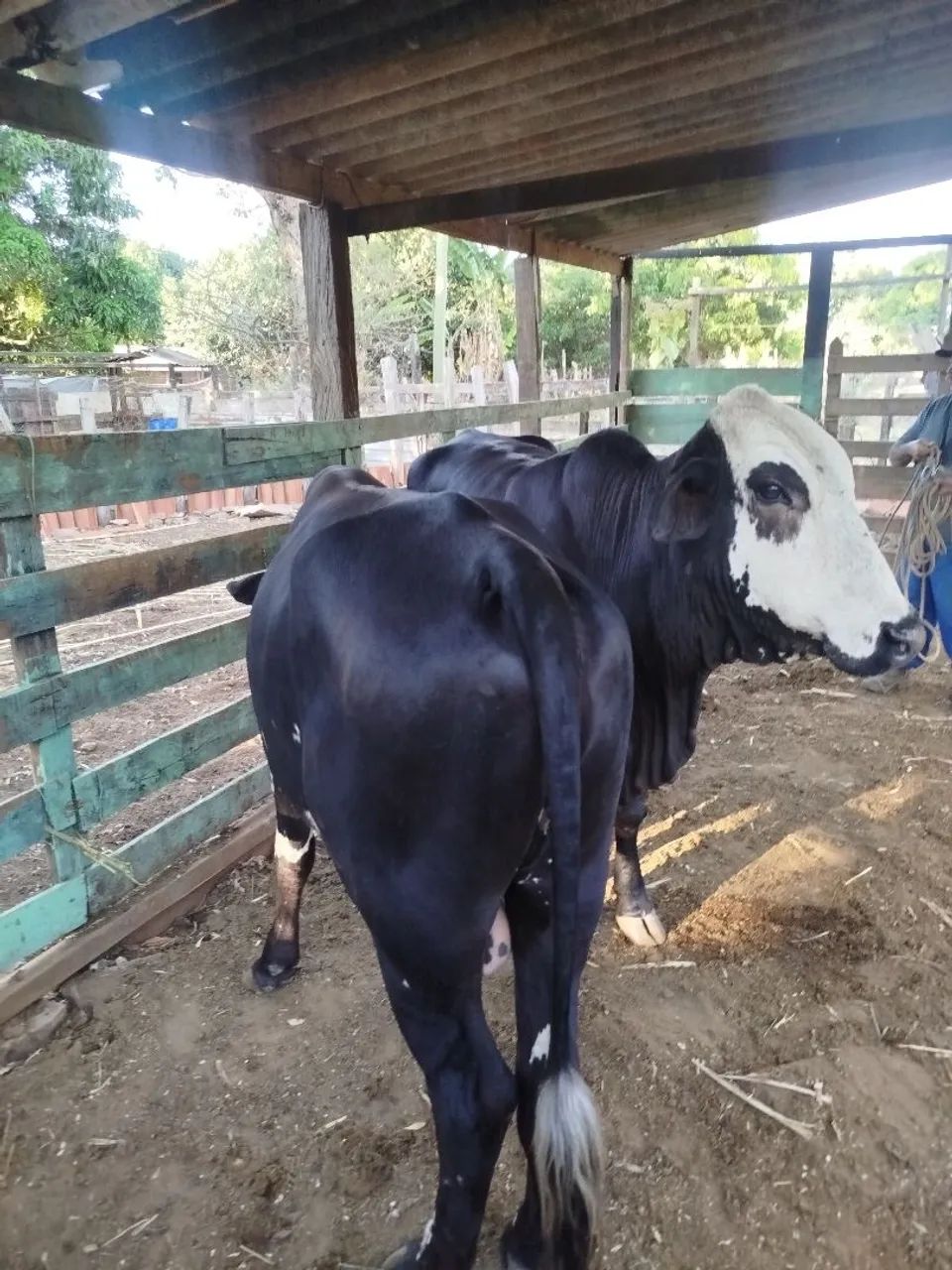 Vaca e boi - Foto 2