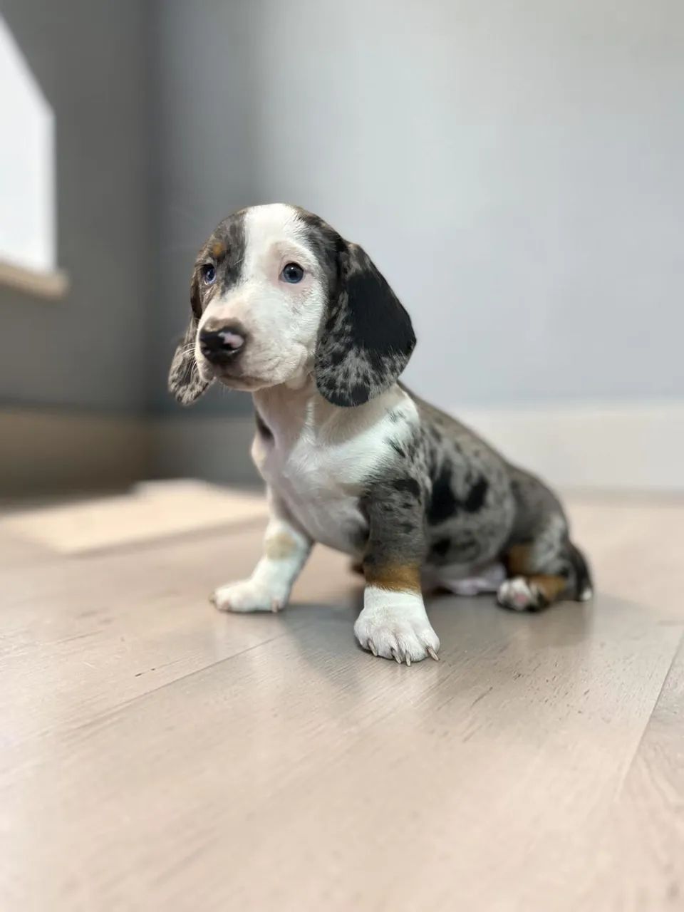 Daschund disponível 
