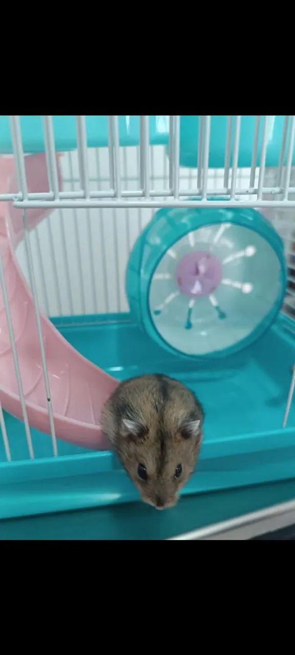 Gaiola hamster anão russo  - Foto 3