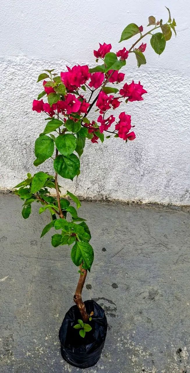 Vendo  - Foto 4