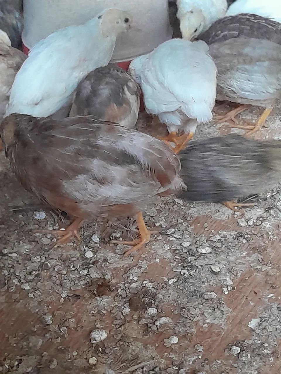 Codornas chinesa jovem macho - Foto 5