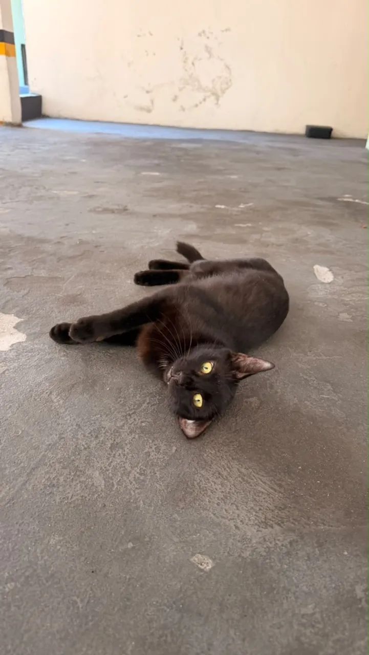 Gata Para Adoção - Foto 3