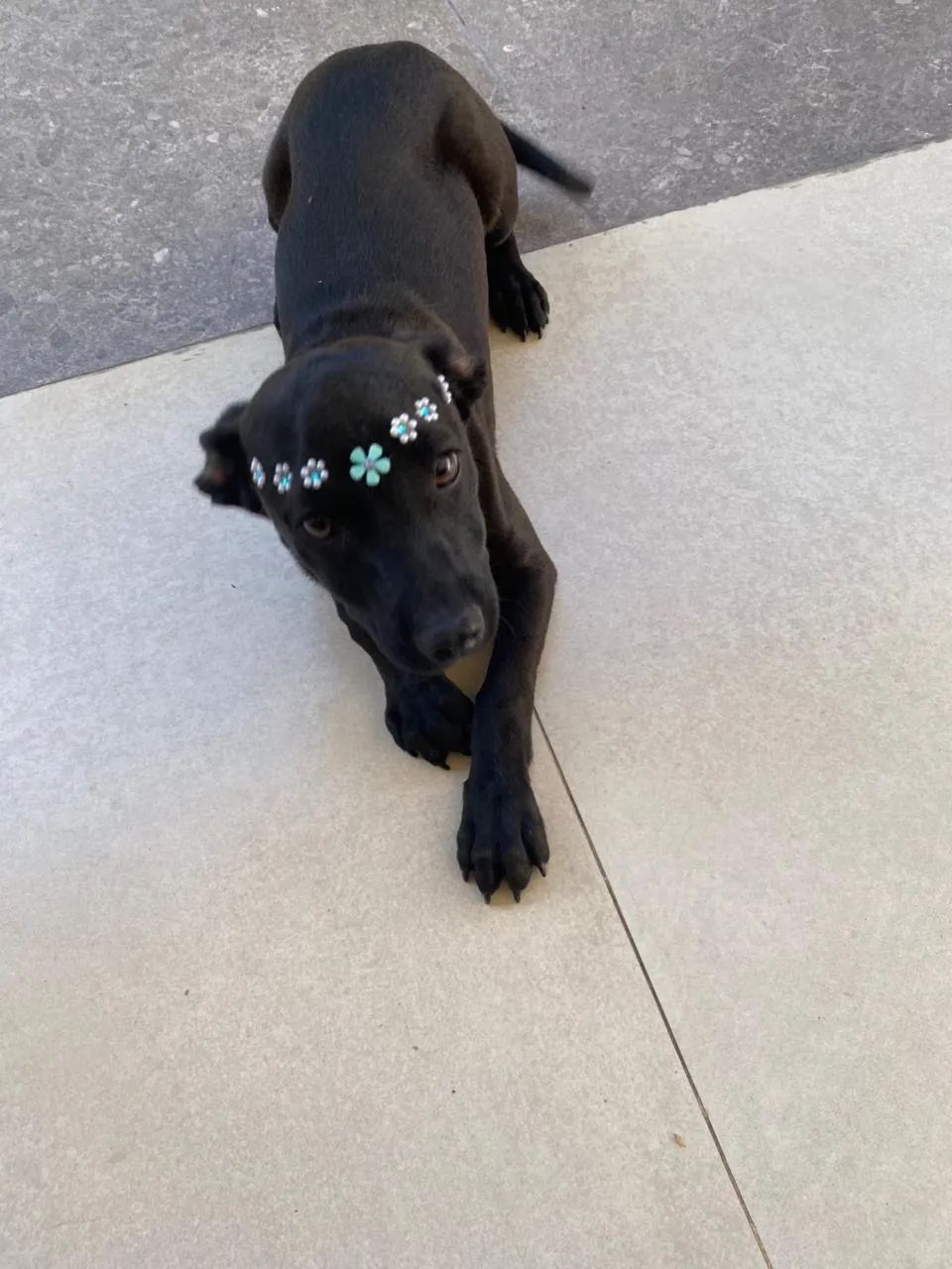 Doação cachorrinha