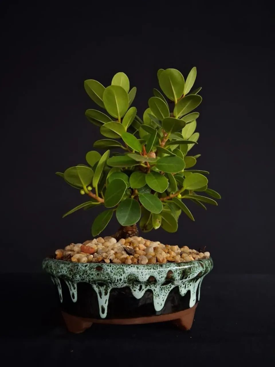 Bonsai Ficus Panda Produzindo / Vaso de Cerâmica Verde Lava