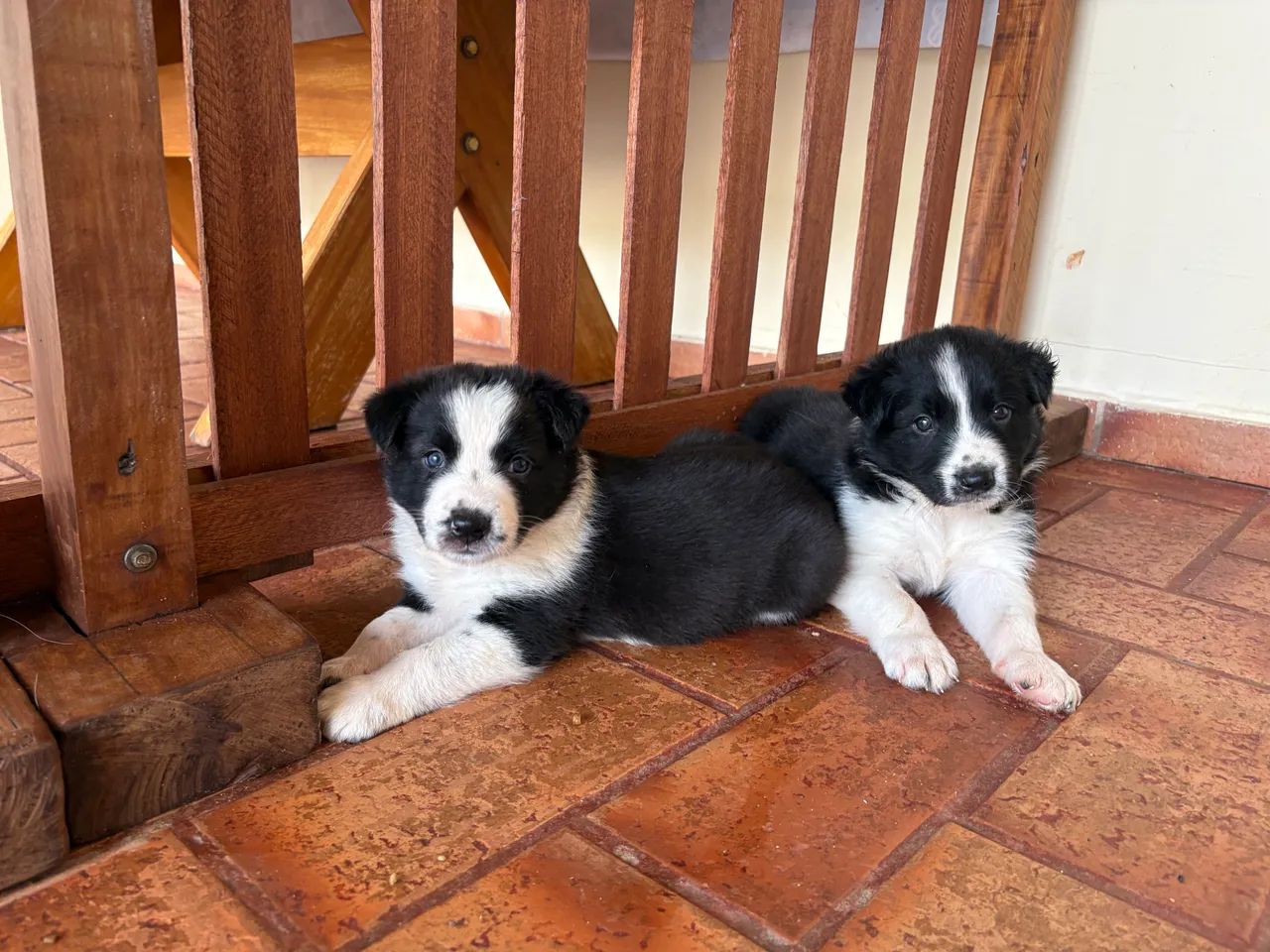 Border collie  - Foto 3