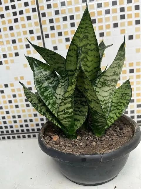Mini espada de São Jorge verde e amarela. - Foto 5