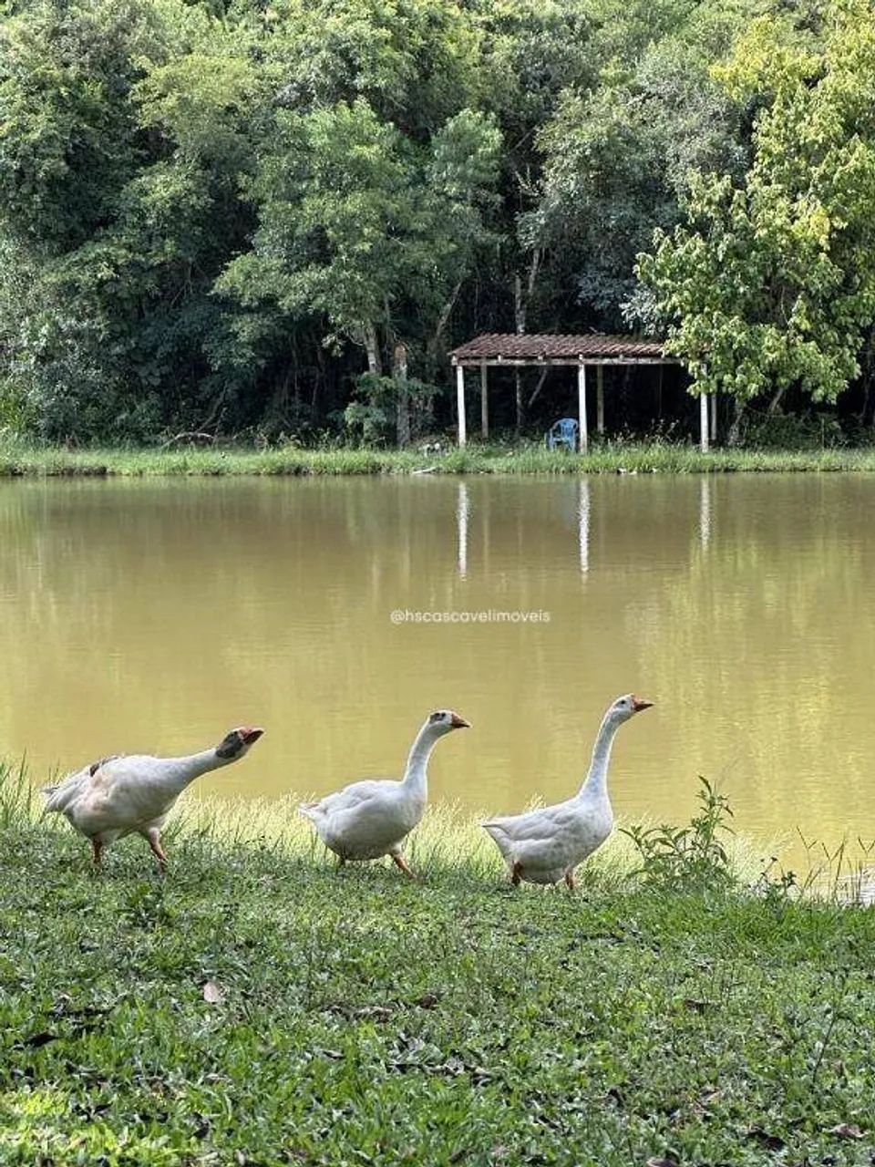 Chácara com 1,800 m². - Foto 3