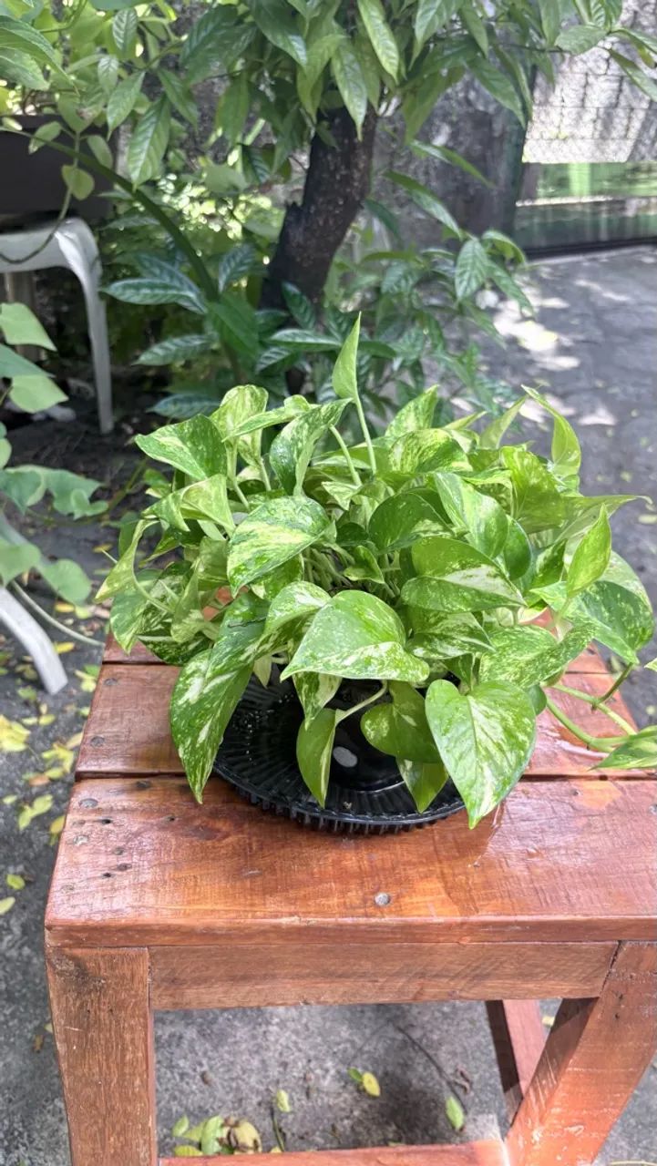 Planta 