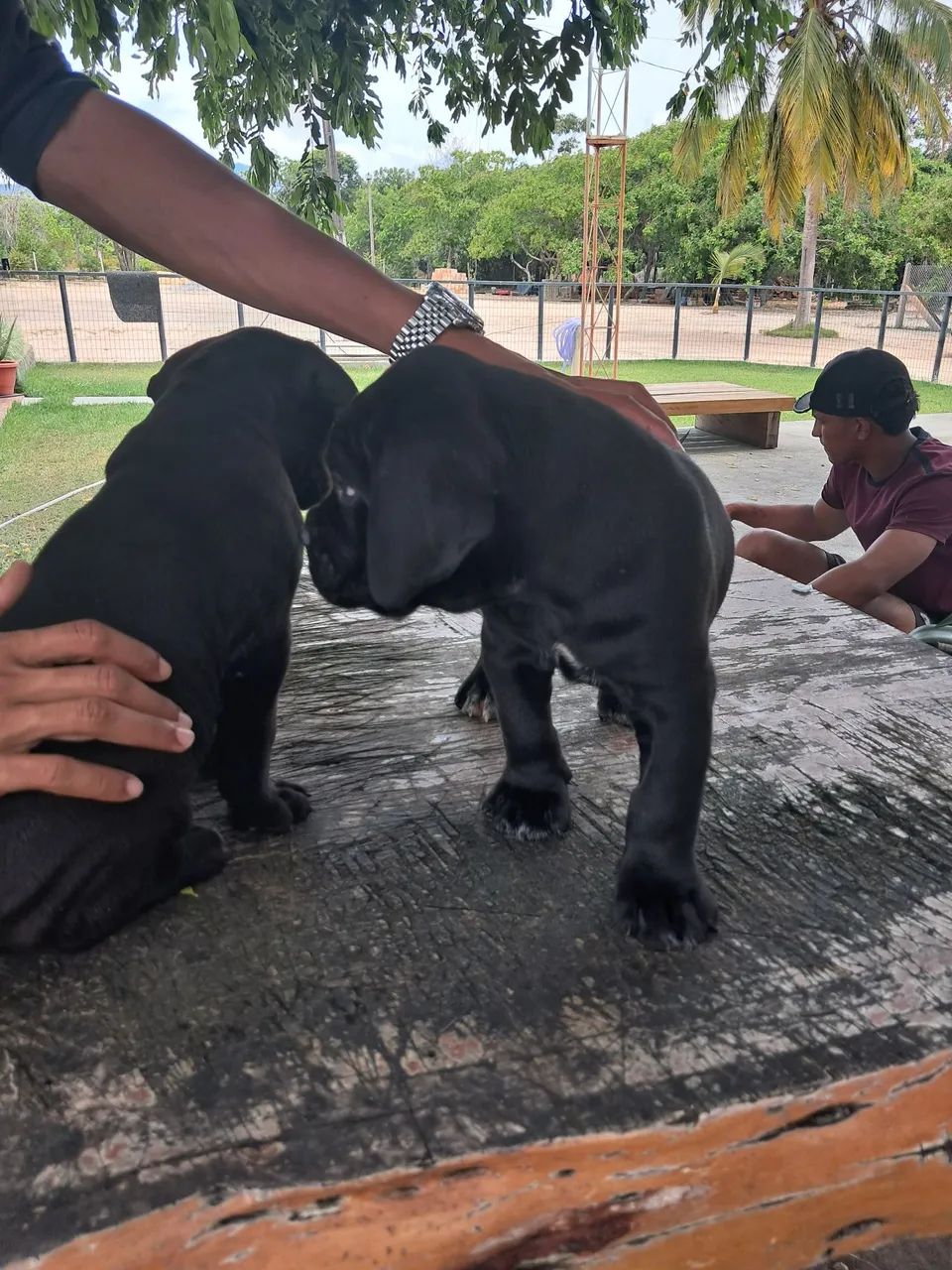 Cane corso italiano - Foto 2