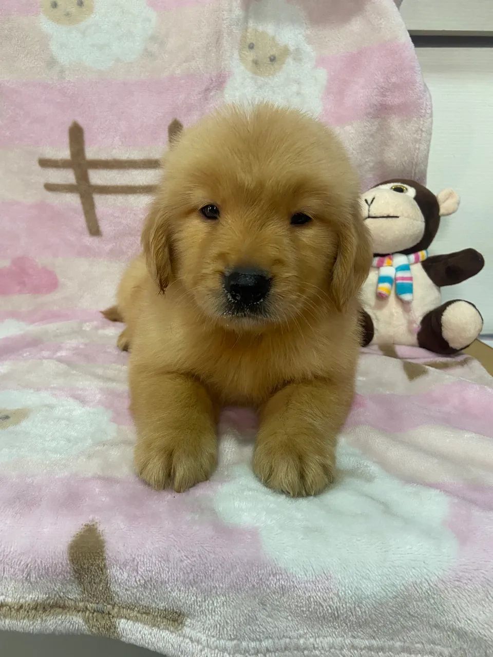 Golden Retriever  - Foto 2