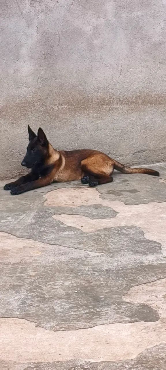 Pastor belga fêmeas CBKC 