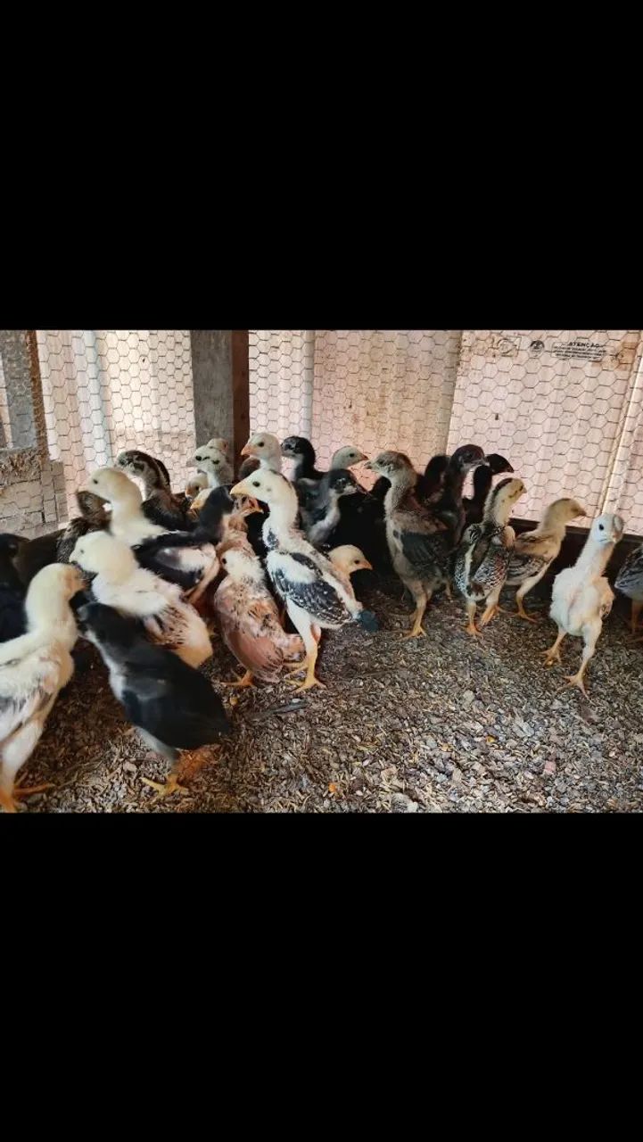 Pintinhos caipira 
