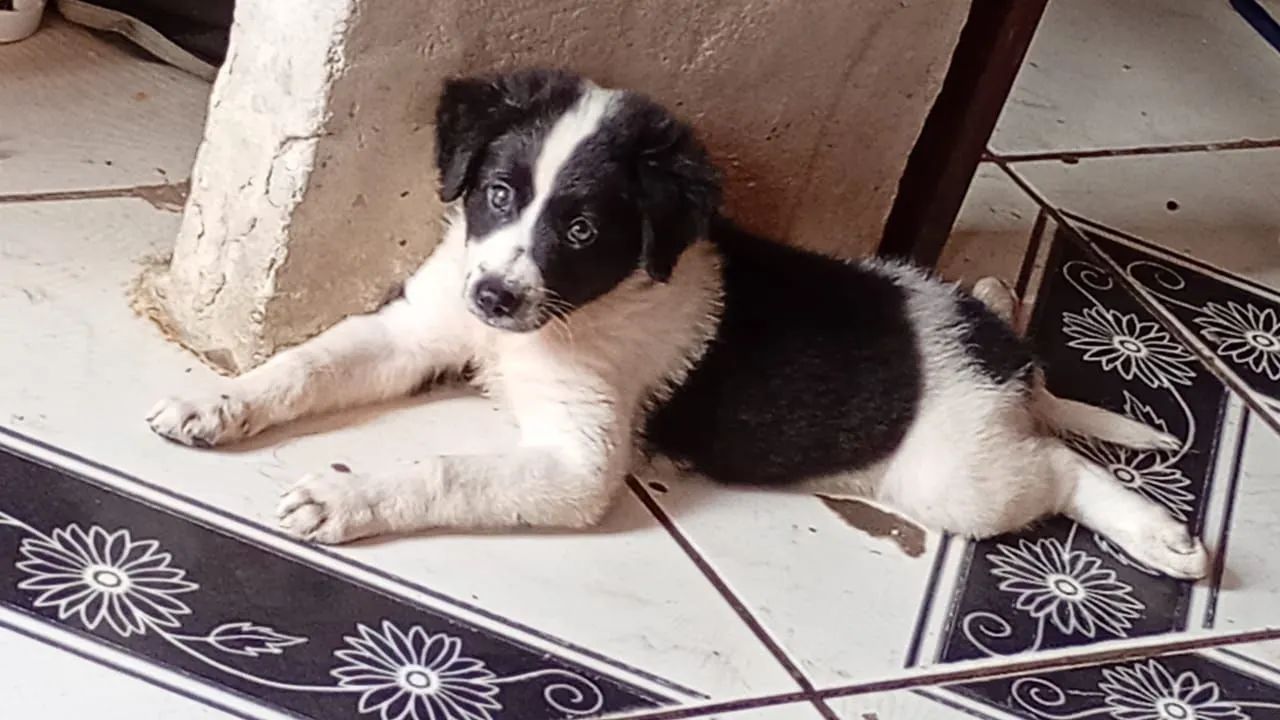 Doação responsável, - Foto 2